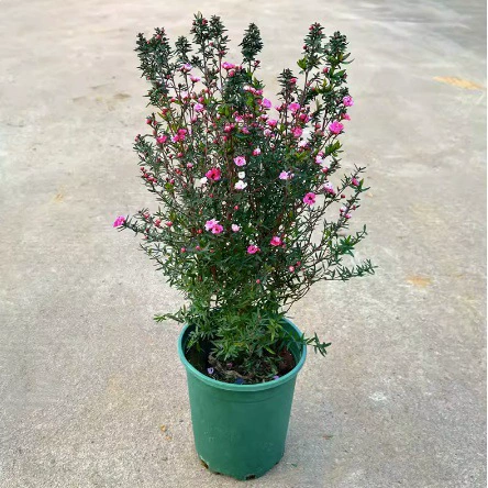 Сосново-красная слива с бутонами, трехцветная слива, австралийская снежинка, комнатное цветочное растение в горшке, балкон, четырехсезонное цветочное растение сосново-красная слива