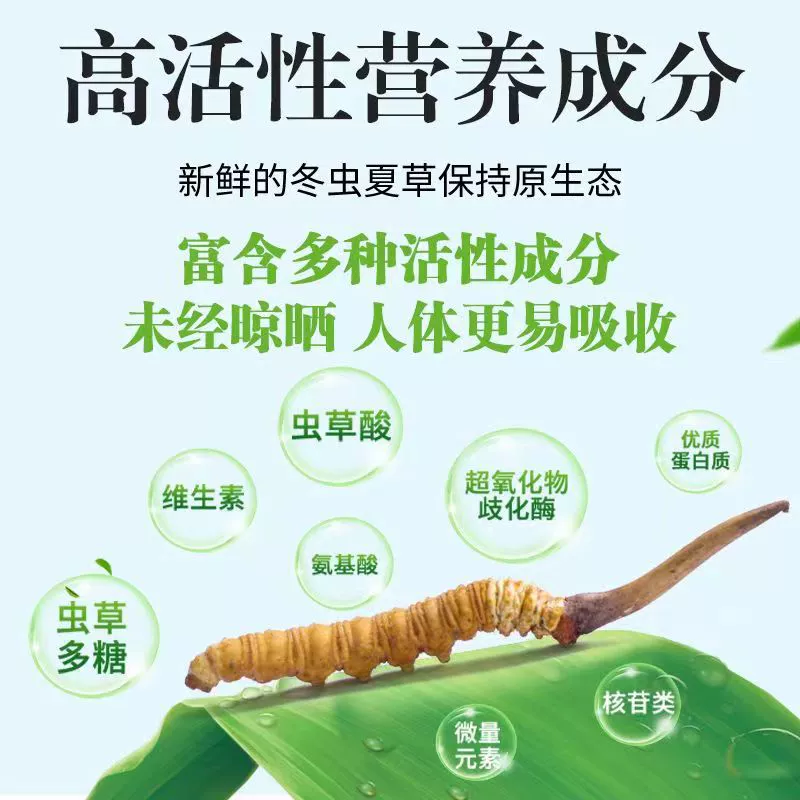 2025 Fresh Cordyceps sinensis genuine Cordyceps sinensis Kacha Nagqu, Tibet High Altitude Fresh Cordyceps tonic