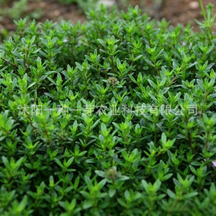 ���l������N�ӿ�ʳ������ţ������{ζ��ɽ������������̨����