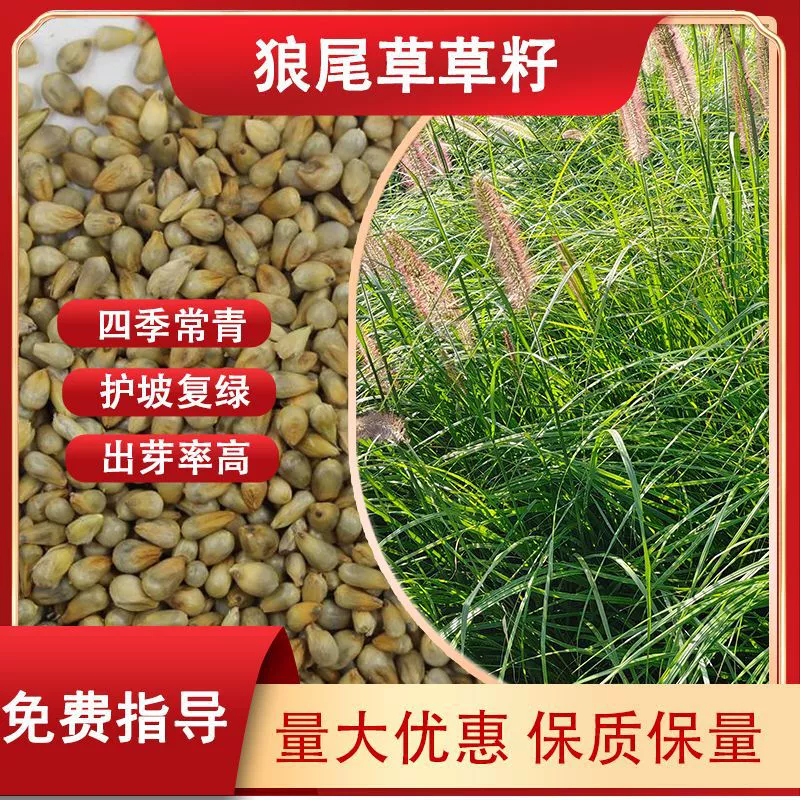 Многолетнее растение — трава с фиолетовым хвостом и фиолетовыми листьями, декоративное и простое в выращивании, маленькая трава «кроличий хвост» для ландшафтных проектов.