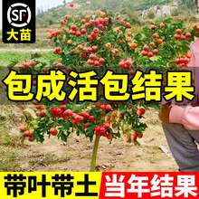 ɽ高�������Ǵ���������t���Sɽ髼޽���Ѽt����ɽ��t����