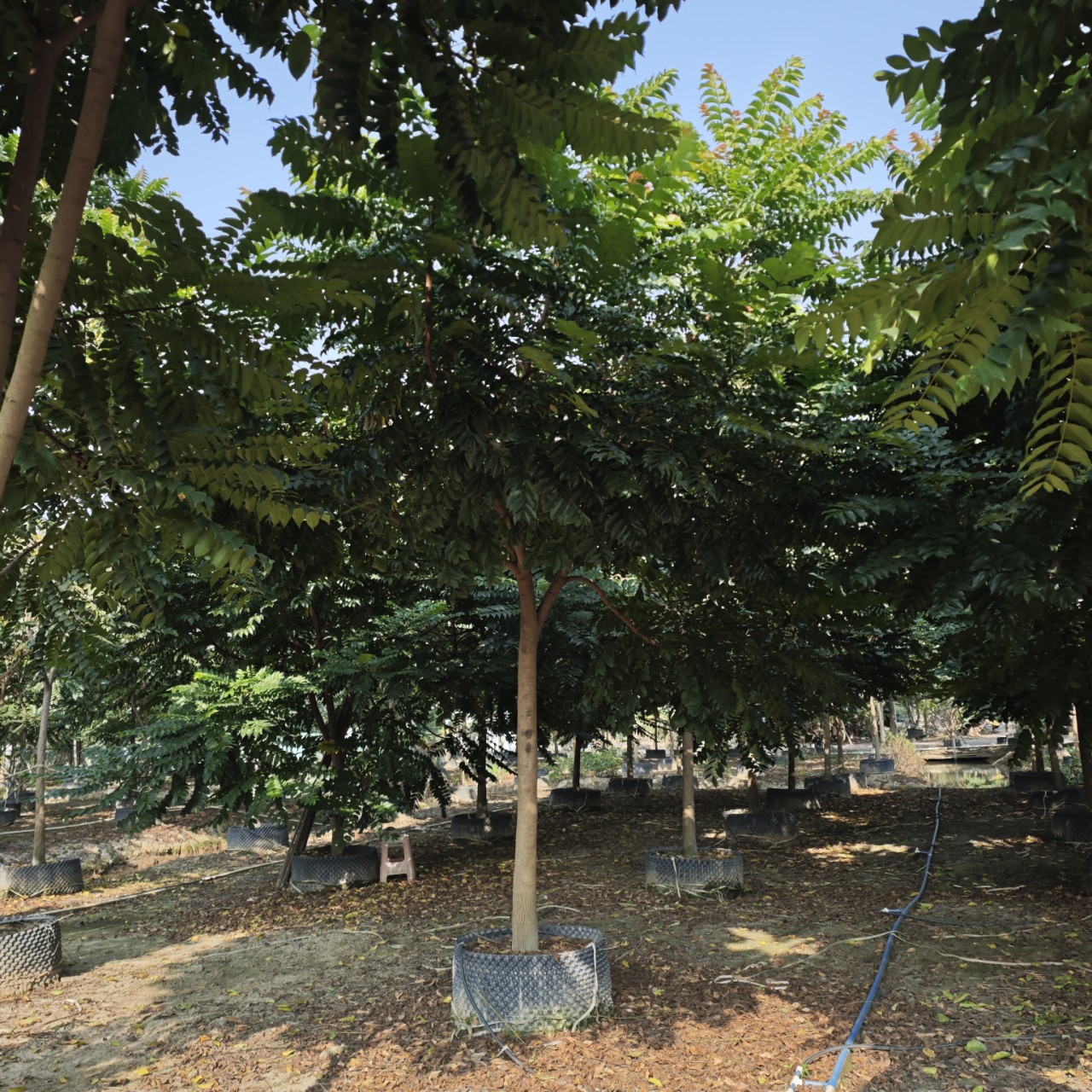 2412苗圃供应 全冠 麻楝树 8-10cm假植苗 园林绿化工程乔木行道树-阿里巴巴