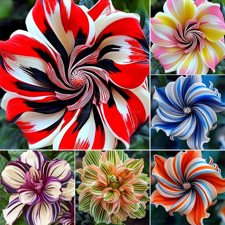 Семена крупнокоробкового гибискуса, красивый японский гибискус, подсолнух, двор, балкон, крупнокоробковый двуцветковый гибискус, коралловый цветок