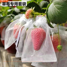 草莓套袋无花果袋蓝莓果袋樱桃保护袋子果树防鸟防虫透气网袋跨境