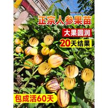 人参果苗南方种植果树苗阳台盆栽蔬菜苗秧苗秋季种子籽孑七彩水果