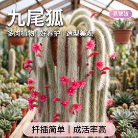 九尾狐多肉白长软毛开花植物正版白仙狐阳台垂吊猴尾巴办公室盆栽