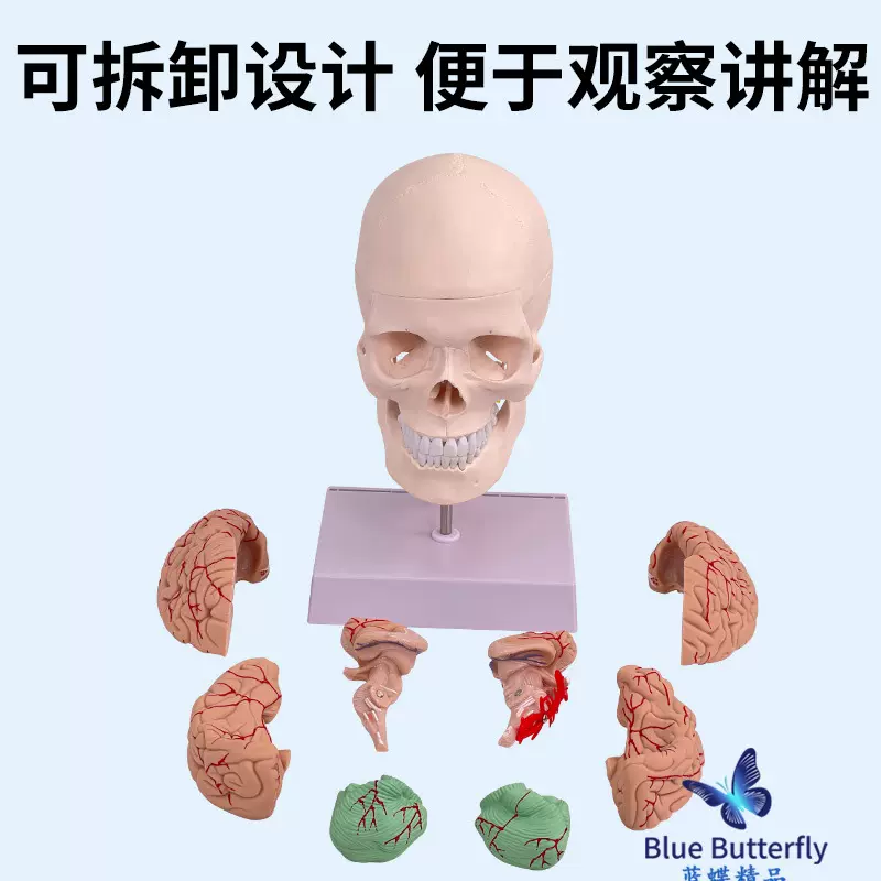人体头骨模型 自然大头骨带颈椎附脑模型 头颅脑动脉模型 有支架