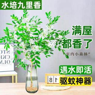 Hydroponic Plant Jiumu Xiang Potted Plant for All Seasons Indoor Living Room Desktop Mosquito Repellent Jasmine Flowers Water-Grown Florals and Green Plants