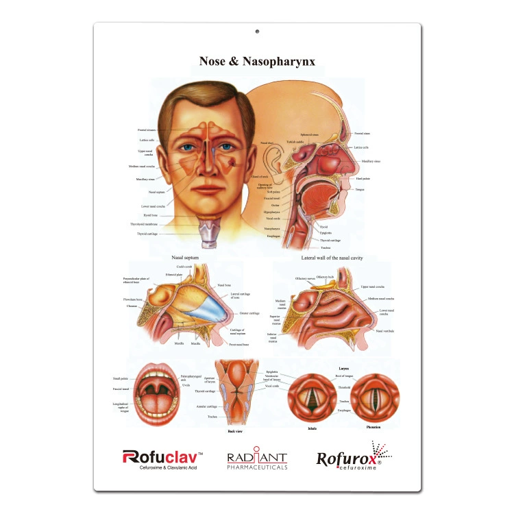 ПВХ медицинская настенная диаграмма рекламная настенная диаграмма pvc3D рекламный плакат