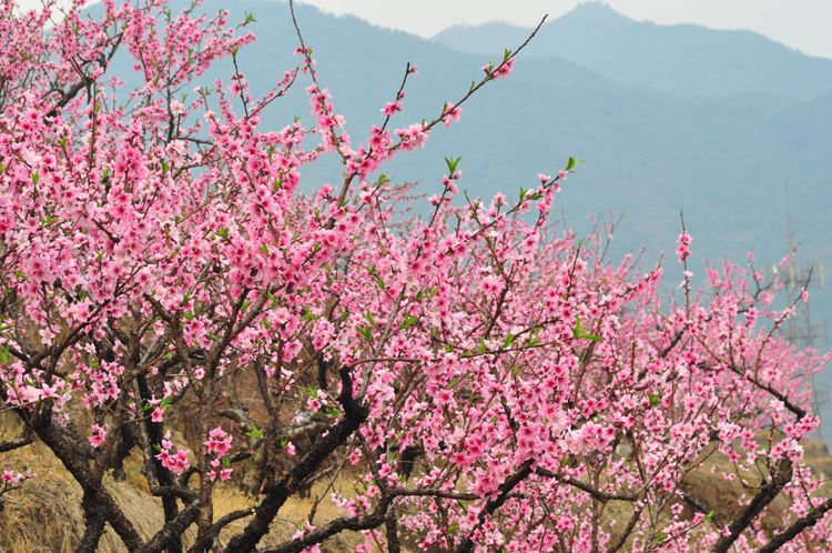 Dried Peach Blossom Buds Tao Hua 500g Herbal Tea Flower Buds for Traditional Infusions and Blends key features