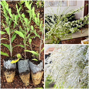 Snow Willow Seedlings, Fresh Branches, Small Seedlings, Spray Snowflake Seedlings, Indoor Easy-To-Grow Lazy Plants, Florals and Green Plant Pots