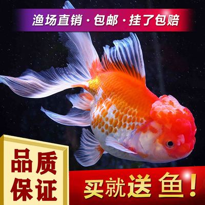 Cold water Ornamental fish Lionhead Goldfish living thing freshwater Sizes Fry Pet fish living thing