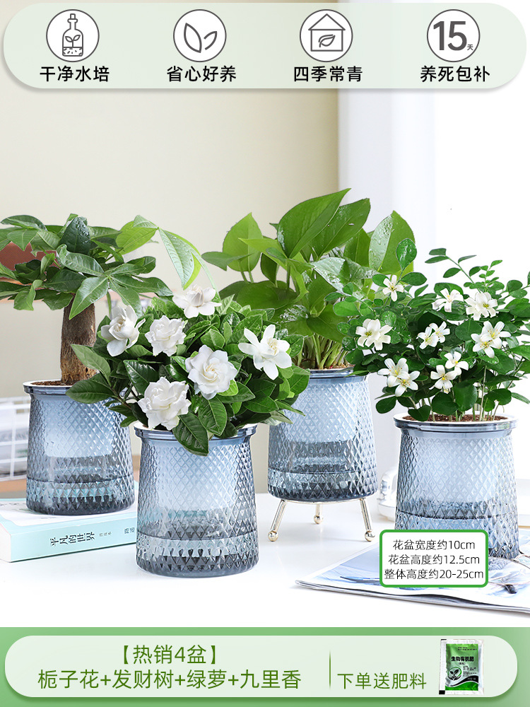 [베스트셀러 4화분] 치자나무 + 돈나무 + 청무 + 구리향