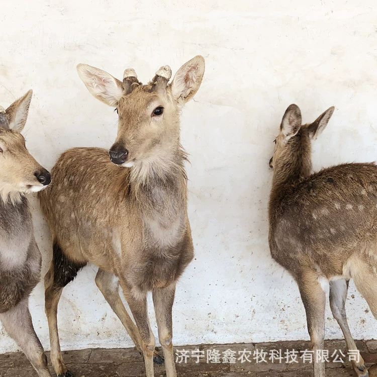 Пятнистый олень Оптовая продажа Живое место в парке