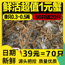 抢70只小螃蟹鲜活小海鲜1元蟹小河蟹香辣蟹毛蟹活体一元蟹大闸蟹