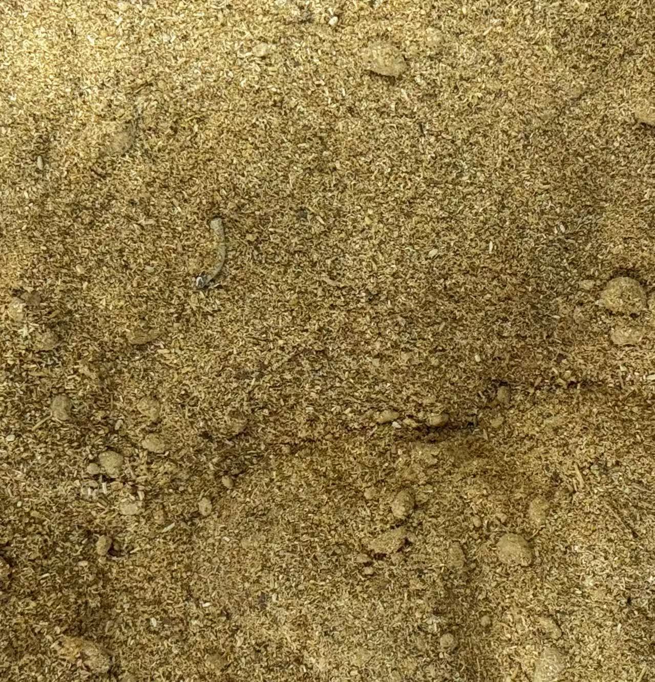 天然の白い鼠の尾の草のアメリカのカリフォルニア州のwhiteageの香薫の杖の雪の松の杖の縛りの空間の卸売りはまたがります。