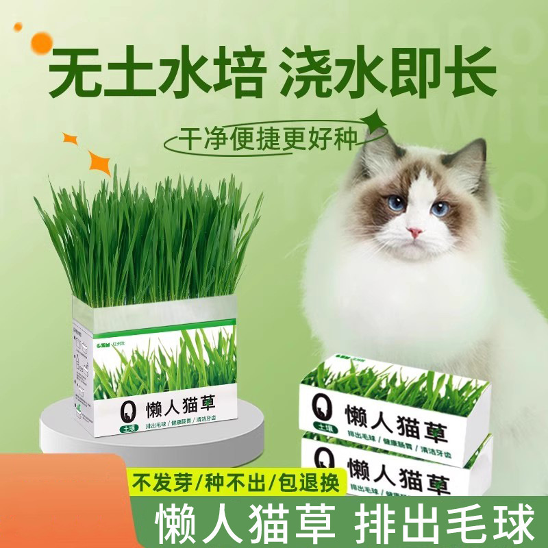 Hierba para gatos en invierno, bolas de pelo en macetas, semillas perezosas, bolas de pelaje, granos liofilizados, bocadillos para gatos, menta para gatos