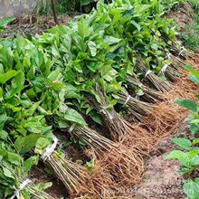 批发桑树苗 养蚕大叶桑树苗 盆栽四季果桑苗 南方北方种植庭院