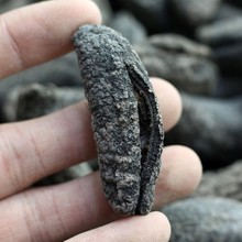 元宝参 乌参 乌元参 土耳其黑参智利参皮乌元皮500G