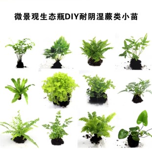 ̦�\΢���^���BƿDIY��ꎝ�ާ�С��ˮ����ָ��쾰�Gֲ��ǰ�к�