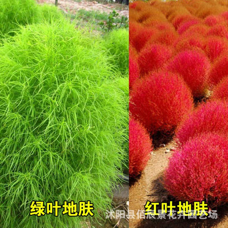 [Трансграничные поставки] Семена портулака, краснолистный портулак, рассада растений портулака, садовые декоративные растения, ландшафтный дизайн, клумбы