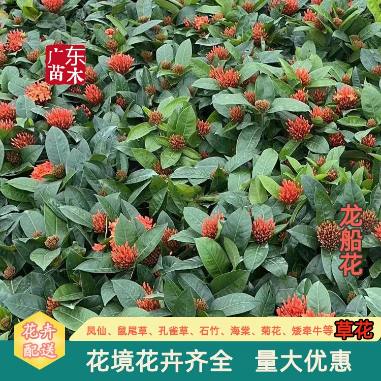 Растения в горшках «Тайский цветок лодки-дракона», цветок лодки-дракона с мелкими листьями, оптовая продажа, цветы для Дня независимости и Весеннего фестиваля, саженцы для ландшафтного дизайна