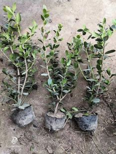 ����M�ßo���۹ǘ����}�Q�������̨�_���t��ͥԺС�^�G��������