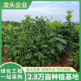 �o���ӹ���ľ�@�־G����ľ�����^�p���^���ļ�������ľͥԺ����