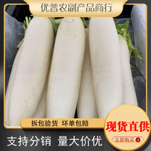 白萝卜现挖新鲜蔬菜农家自种生吃甜脆水果长胡萝卜泡萝卜整箱代发