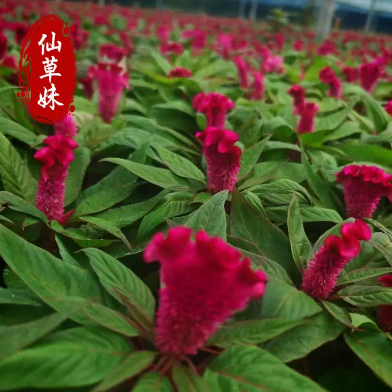 鸡冠花一支笔 一串红盆栽苗供应时令草花 国庆节庆红色喜庆花卉