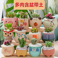 ���ֶ���ֲ��M���ײ���������ֲ�ﺬ���莧���k��������Gֲ����