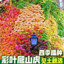 爬山虎种子五叶地锦爬山虎种子七彩爬山虎大苗懒人室内四季常青