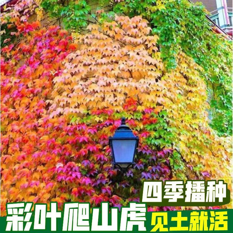 爬山虎种子五叶地锦爬山虎种子七彩爬山虎大苗懒人室内四季常青
