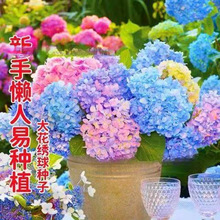 混色梦幻绣球花种子庭院阳台盆栽地栽易活四季可种室外花种子紫嫣