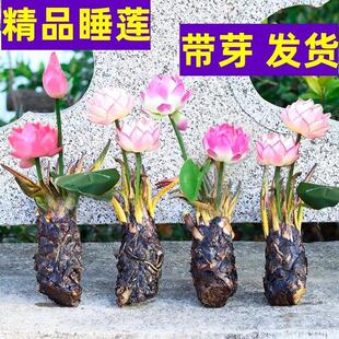 Perfume Water Lily Fish Tank Water Lily Root Block with Flower Buds Four-Season Potted Courtyard Size Water Lily Seedlings Hydroponic Plants