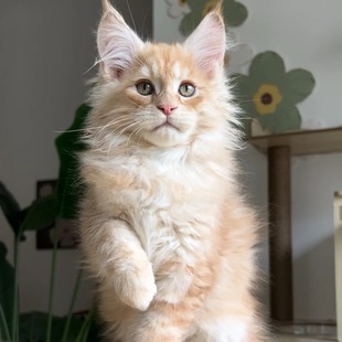 Purebred Large Maine Coon Kittens, Russian Bloodline Maine Coon Wholesale, Brown Tiger Smoked Maine Coon Kittens