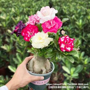 ɳĮõ�廨�ļ��_��ͥԺ�҃����̨���B���ܾGֲɳĮõ���؃r��}