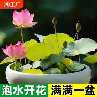 ��ɏ�N�����Ժɻ��N���~��ˮ������ֲ�������Մһ�����l