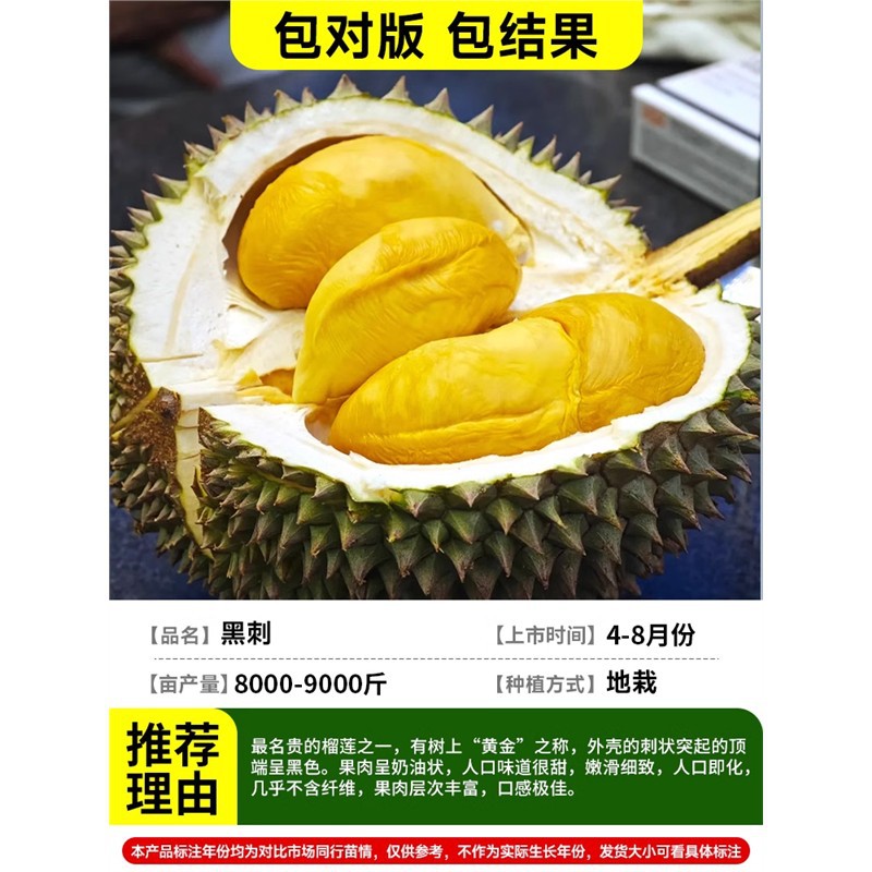 [가짜 1개 10개] 두꺼운 2-3cm 흑가시두리안/팩 결과 +81cm(포함)-110cm(포함)