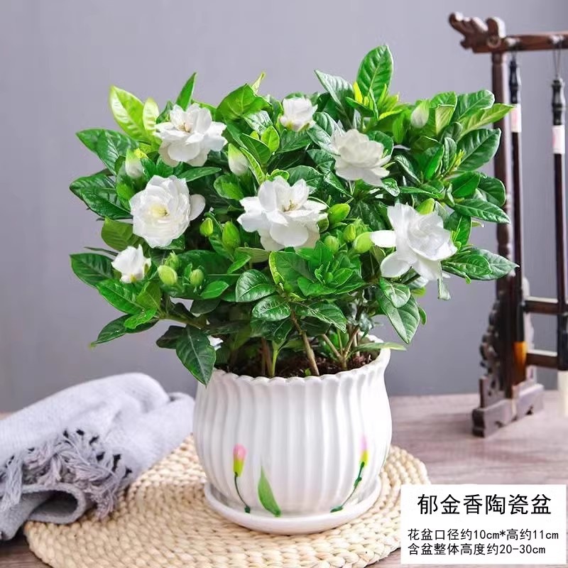 【hot selling】180#Premium large gardenia (large tulip ceramic pot) provides nutrients