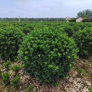 Large-Leaf Boxwood Ball-Shaped Ground-Planted Cold-Resistant Plant Holly Ball Saplings Courtyard House Community Road Greening Seedlings