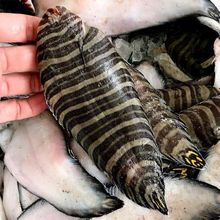 新鲜花龙利鱼海捕鳎板鱼花牛舌鱼条鳎鱼1斤9-14条条纹鱼花手绢鱼