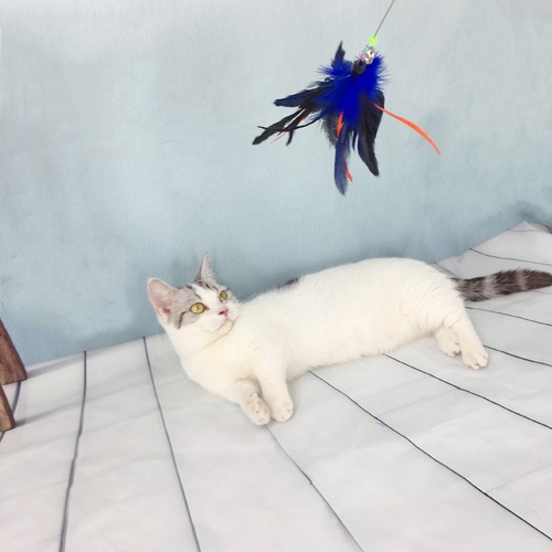 Starlight Cat Toy Cat Wire Spring Cat Wiggler Wand Soft Turkey Feathers Colorful Feathers with Double Bells