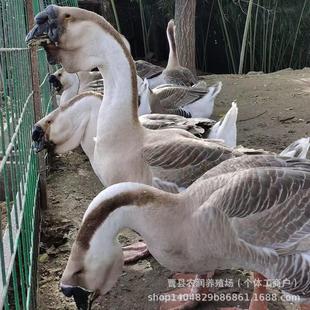 ���ڪ{�^�Z�V�|���w�{�^�Z Ó�ت{�^�Z�� �����{�^�Z