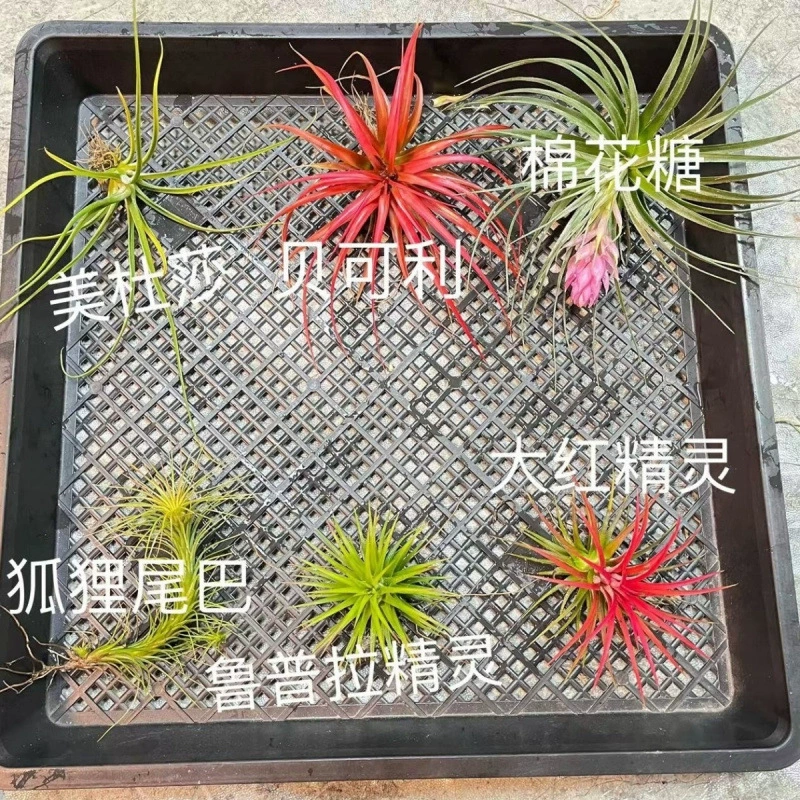 Набор для начинающих с воздушным ананасом, 6 различных сортов воздушного ананаса, ленивое растение, морозостойкое зеленое растение, растение в горшке