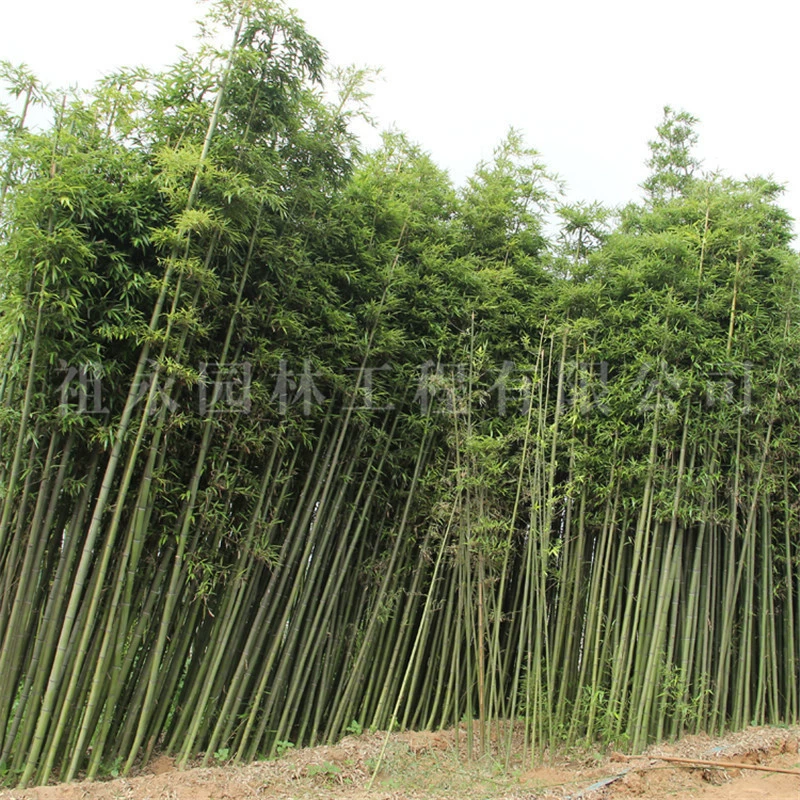 Парк рассады бамбука круглый год, вечнозеленый декоративный ландшафтный бамбук, морозостойкий бамбук, двор, уличный зеленый бамбук, легкий бамбук, рассада бамбука Ci Xiao