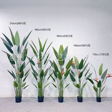 SֱN|ݸͷzƬBRdNSֱN҃ȼҾߔ[