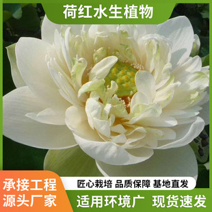 Lotus Seedlings Potted Water-Raised Lotus Root Seedlings Edible Ornamental Lotus Root Seedlings Lotus Bowl Lotus Seed Lotus Root Aquatic Plants