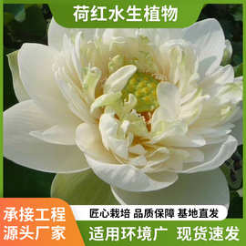 荷花苗盆栽水养莲藕种根苗食用观赏藕种藕苗莲花碗莲种藕水生植物