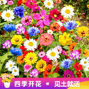 Cosmos Seeds, Wildflower Seeds, Four-Season Blooming, Easy-To-Live Potted Courtyard Greening Flower Sea Multi-Color Flower Seeds